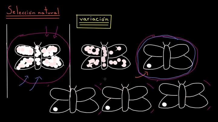 Introducción a la evolución y la selección natural | Biología | Khan Academy en Español