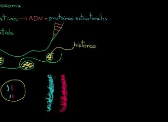 Cromosomas, cromátidas, cromatina, etc. | División celular | Biología | Khan Academy en Español