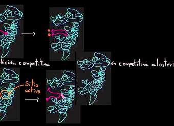 Inhibición competitiva | Energía y enzimas | Biología | Khan Academy en Español