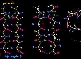Introducción a la estructura de las proteínas | Macromoléculas | Biología | Khan Academy en Español