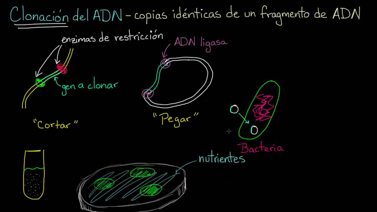 Clonación de ADN y ADN Biología Khan Academy en