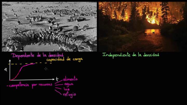 Regulación de la población | Ecología | Biología | Khan Academy en Español