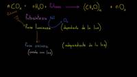 Fotosíntesis | Fotosíntesis | Biología | Khan Academy en Español