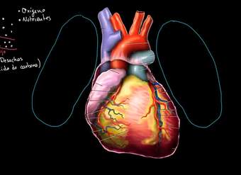 ¡Conoce el corazón!