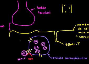 Papel del retículo sarcoplásmico en las células musculares | Biología | Khan Academy en Español
