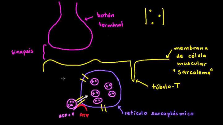 Papel del retículo sarcoplásmico en las células musculares | Biología | Khan Academy en Español