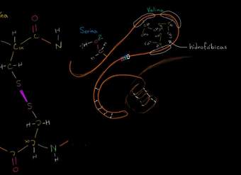 Estructura terciaria de las proteínas | Macromoléculas | Biología | Khan Academy en Español