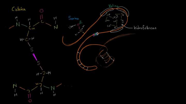 Estructura terciaria de las proteínas | Macromoléculas | Biología | Khan Academy en Español