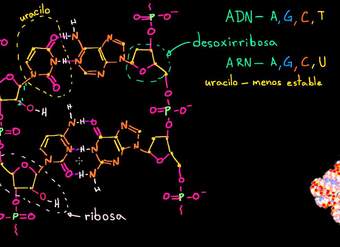 Estructura molecular del ARN | Macromoléculas | Biología | Khan Academy en Español