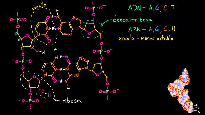 Estructura molecular del ARN | Macromoléculas | Biología | Khan Academy en Español