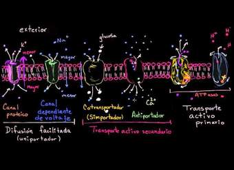 Uniportadores, simportadores y antiportadores | Biología | Khan Academy en Español