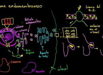 Sistema endomembranoso | La estructura de una célula | Biología  | Khan Academy en Español