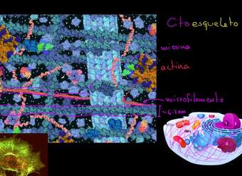 El citoesqueleto | La estructura de una célula | Biología | Khan Academy en Español