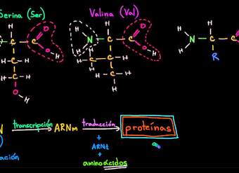 Introducción a los aminoácidos | Macromoléculas | Biología | Khan Academy en Español