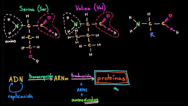 Introducción a los aminoácidos | Macromoléculas | Biología | Khan Academy en Español