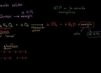 Introducción a la respiración celular | Respiración celular | Biología | Khan Academy en Español