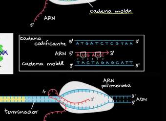 Transcripción y procesamiento del ARNm | Biología | Khan Academy en Español