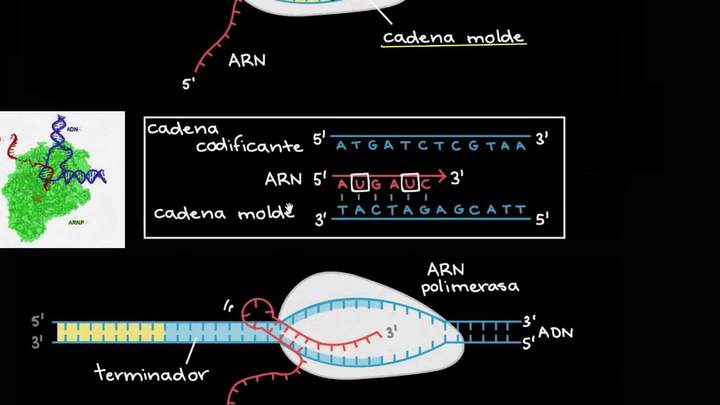 Transcripción y procesamiento del ARNm | Biología | Khan Academy en Español