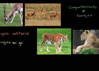 Comportamiento animal: forrajeo | Biología | Khan Academy en Español