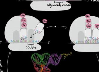 Traducción (de ARNm a las proteínas) | Biología | Khan Academy en Español