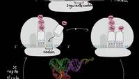 Traducción (de ARNm a las proteínas) | Biología | Khan Academy en Español
