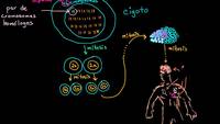 Diferenciación del cigoto en células somáticas y germinales | Biología | Khan Academy en Español