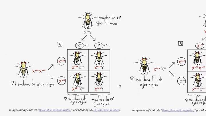 Thomas Hunt Morgan y las moscas de la fruta | Biología | Khan Academy en Español