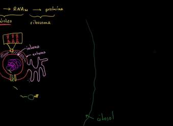 Retículo endoplasmático y cuerpos de Golgi | Biología | Khan Academy en Español