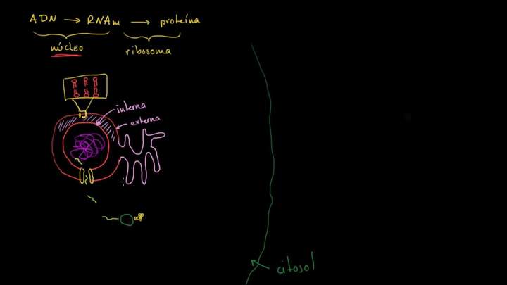 Retículo endoplasmático y cuerpos de Golgi | Biología | Khan Academy en Español