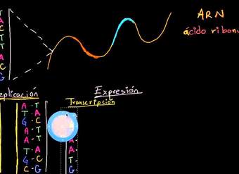 Replicación del ADN, transcripción y traducción del ARN | Biología | Khan Academy en Español