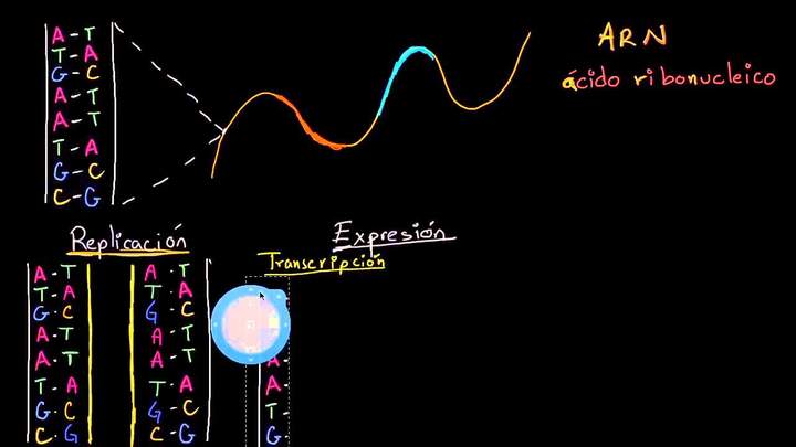 Replicación del ADN, transcripción y traducción del ARN | Biología | Khan Academy en Español