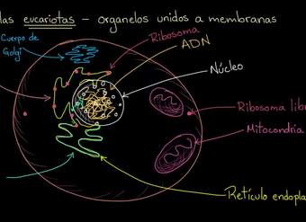 Organelos en células eucariotas | Khan Academy en Español