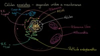 Organelos en células eucariotas | Khan Academy en Español