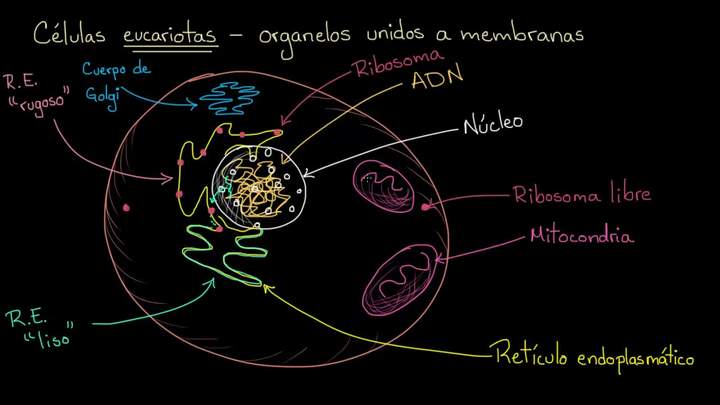 Organelos en células eucariotas | Khan Academy en Español