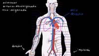 El sistema circulatorio y el corazón | Biología humana | Biología | Khan Academy en Español