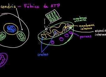 Mitocondria | La estructura de una célula | Biología | Khan Academy en Español