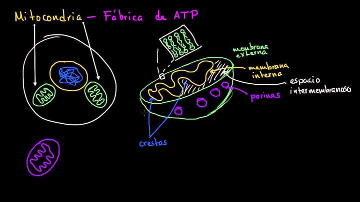 Mitocondria | La estructura de una célula | Biología | Khan Academy en Español