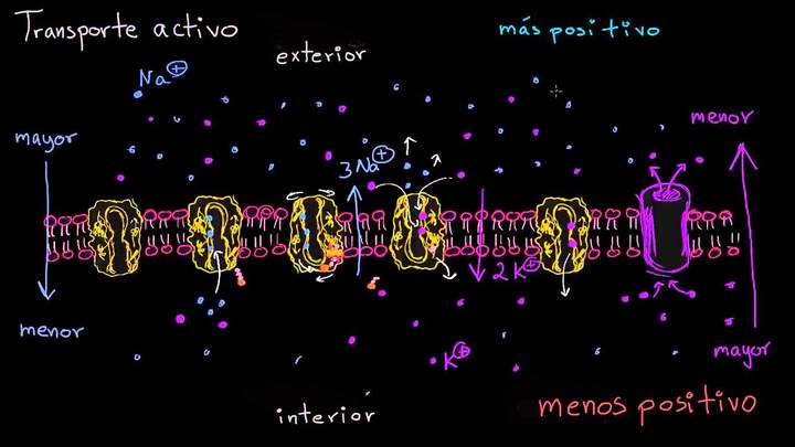 Bomba de sodio-potasio | Membranas y transporte | Biología | Khan Academy en Español