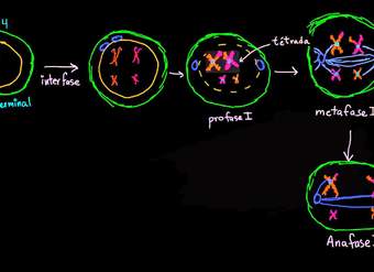 Fases de la meiosis I | División celular | Biología | Khan Academy en Español