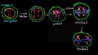 Fases de la meiosis I | División celular | Biología | Khan Academy en Español