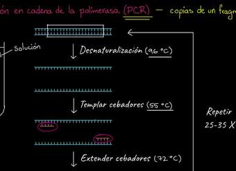 Reacción en cadena de la polimerasa (PCR) | Biotecnología | Biología | Khan Academy en Español