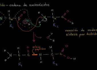 Formación de enlaces peptídicos | Macromoléculas | Biología | Khan Academy en Español