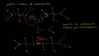 Formación de enlaces peptídicos | Macromoléculas | Biología | Khan Academy en Español