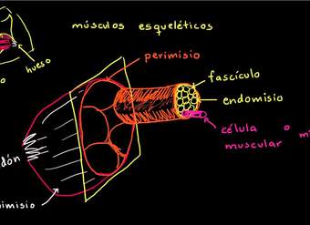 Anatomía de la fibra muscular esquelética | Biología humana | Biología | Khan Academy en Español
