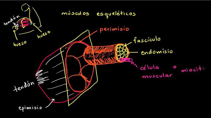 Anatomía de la fibra muscular esquelética | Biología humana | Biología | Khan Academy en Español