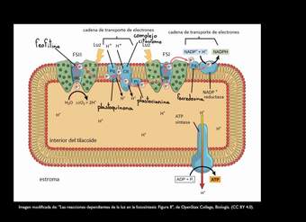 Los actores en las reacciones dependientes de la luz | Biología | Khan Academy en Español