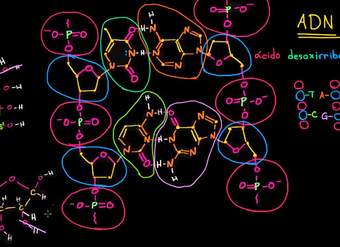 Estructura antiparalela de las hebras del ADN | Macromoléculas | Biología | Khan Academy en Español
