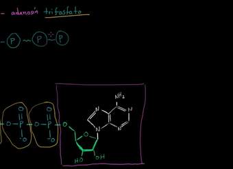 ATP: adenosín trifosfato | Energía y enzimas | Biología | Khan Academy en Español