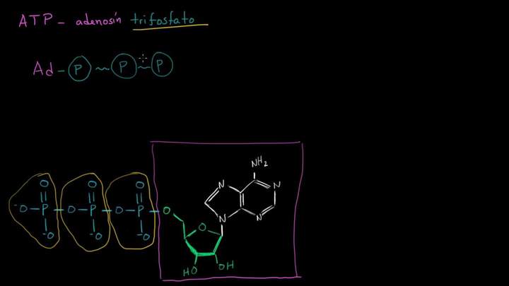 ATP: adenosín trifosfato | Energía y enzimas | Biología | Khan Academy en Español