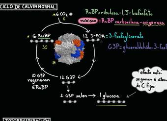 Fotorrespiración | Fotosíntesis | Biología | Khan Academy en Español